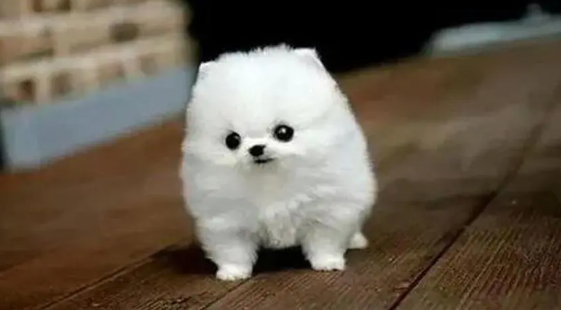 饲养小知识:茶杯犬多久能洗澡? 饲养小知识:茶杯犬多久能洗澡?
