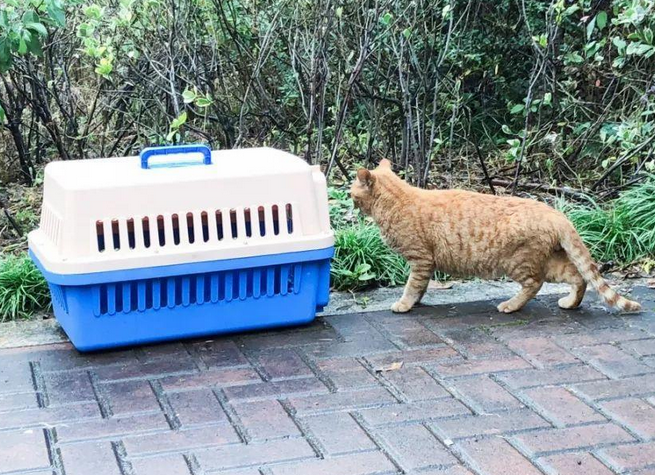 捕捉野猫百发百中的方法