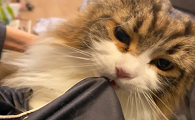 猫为什么喜欢咬裤子