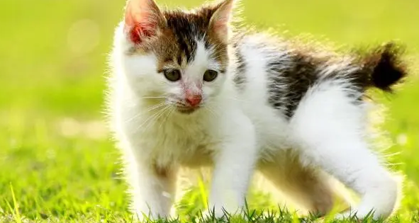 小猫一般活多久