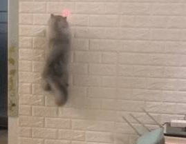 猫咪和主人玩游戏，在墙上来去自如，网友：你是一只壁虎吗 