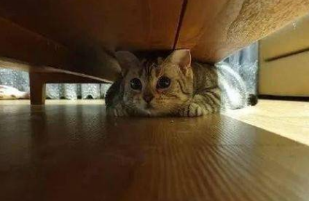 猫咪躲床底下是什么缘故 猫咪躲床底下是什么缘故