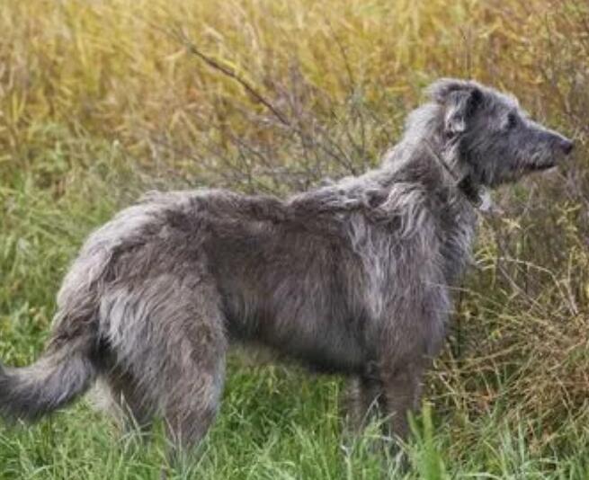 苏格兰猎鹿犬怎么养？不清楚的来瞧瞧