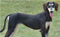 萨路基猎犬怎么挑选?挑选方法如下!