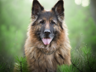 德国牧羊犬应该吃什么？一文告诉你！