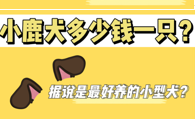 小鹿犬一般多少钱一只？你喜欢这种小型犬吗