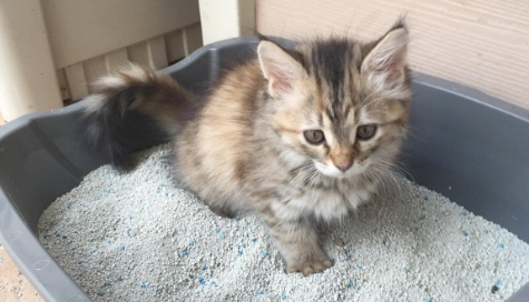 猫咪为什么到处撒尿 猫咪为什么到处撒尿