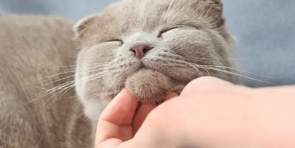 猫咪睡醒为什么要抓下巴呢 猫咪睡醒为什么要抓下巴呢