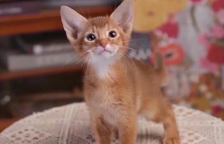 阿比西尼亚猫性格怎么样？是理想伴侣