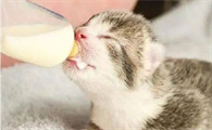 为什么不能给猫咪断奶呢