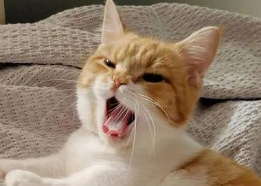 猫咪半夜喊醒你为什么呢