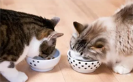 猫从小养好还是大了养好