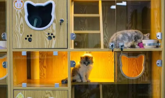 镇江靠谱的猫舍