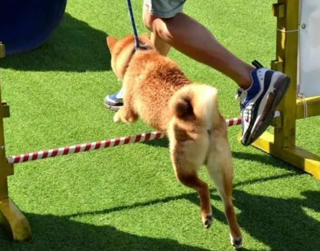 狗狗学校教什么