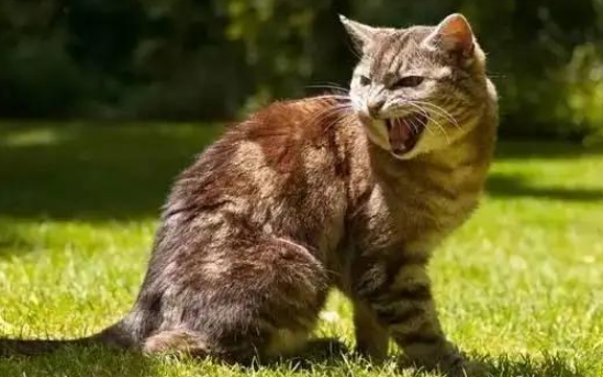 猫咪咬人前要叫是为什么 猫咪咬人前要叫是为什么