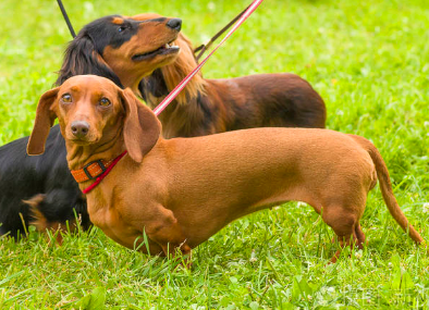 腊肠犬怀孕几个月生？这里有答案