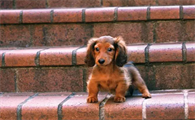 腊肠犬能活多少年?看看这些你就知道了~