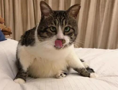 猫咪为什么给我们按摩屁股呢