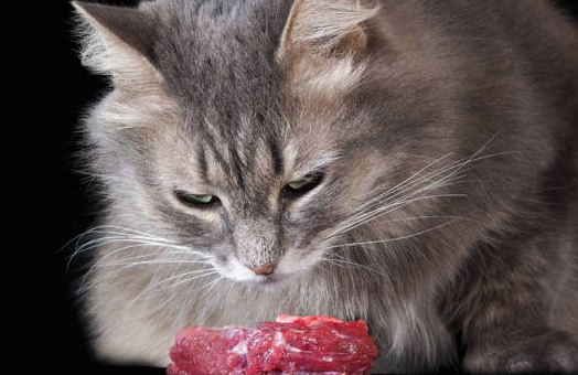 猫咪吃肉时生气怎么回事 猫咪吃肉时生气怎么回事