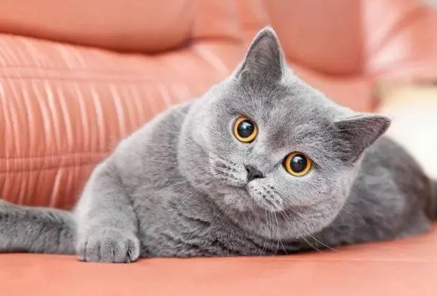 猫咪为什么回应人说话呢怎么回事