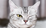 美短猫眼睛什么颜色