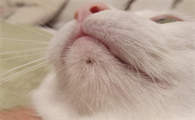 猫黑下巴结痂是好了吗
