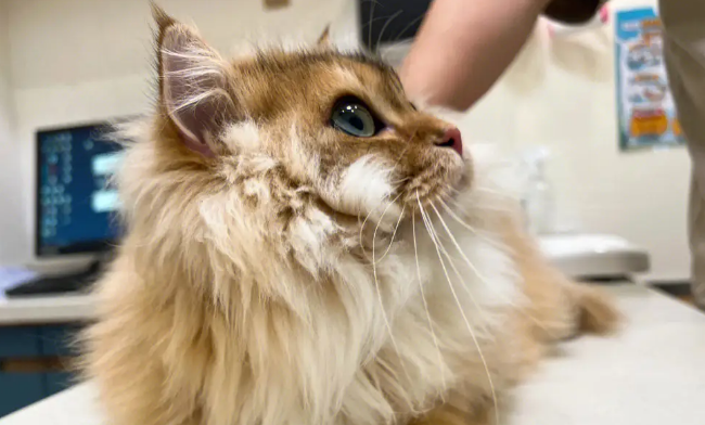 猫咪为什么发烫呢