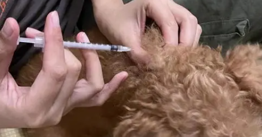宠物吃什么降糖药 宠物吃什么降糖药