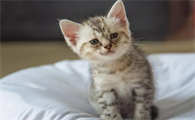 小猫大约有多重