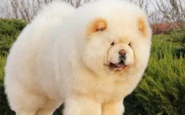 松狮犬怎么训练听主人命令?这里有答案! 松狮犬怎么训练听主人命令?这里有答案!