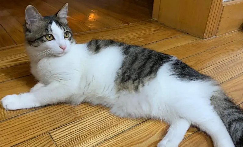 狸花猫怎么养成圆脸？来get一下吧