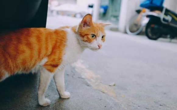 找猫最有效的方法