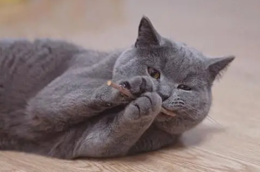 小猫咪为什么磨牙呢怎么回事
