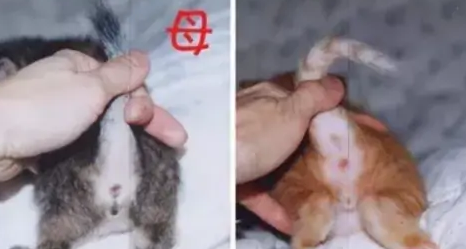 猫咪怎么分辨公母图解 猫咪怎么分辨公母图解