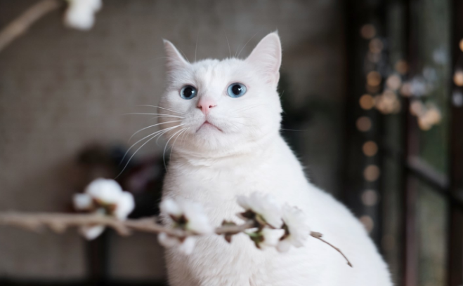 猫咪也是天敌吗为什么不能养