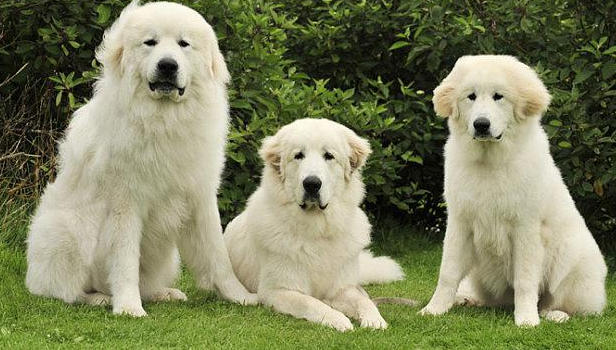 大白熊犬看家能力怎么样？是中等的