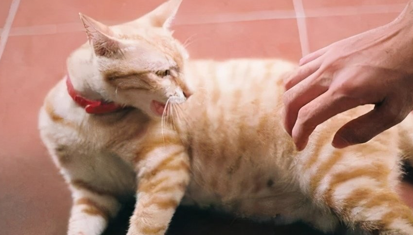 猫咪为什么怕被咬