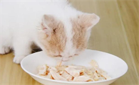 猫为什么不吃白水煮鸡胸肉