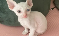 十种最好养的小型猫
