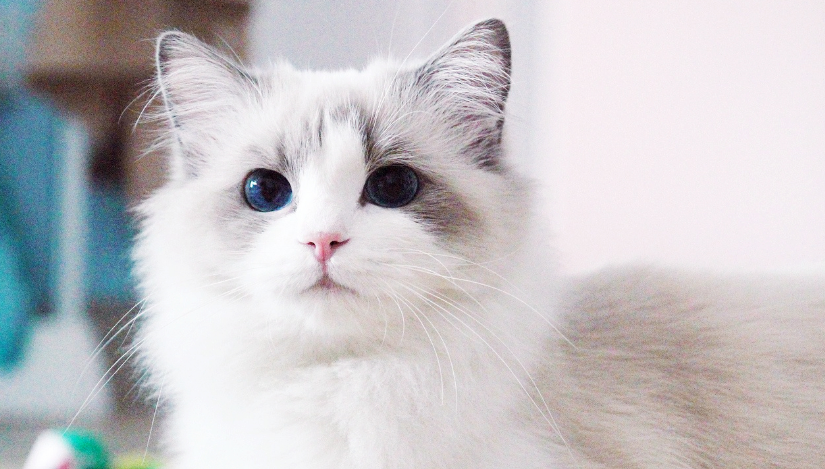 猫咪为什么长的那么可爱