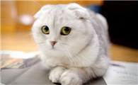 宠物猫的寿命最长能活多少年