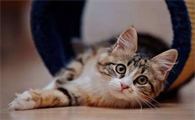 养猫技巧与注意事项
