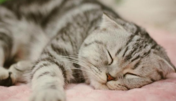 猫咪为什么会做噩梦
