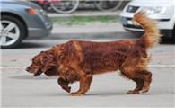 爱尔兰雪达犬产前征兆有哪些？这篇文章告诉你