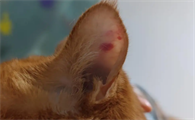 猫咪为什么耳朵特别红红的
