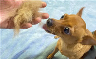 小鹿犬掉毛严重怎么办？可能是皮肤病