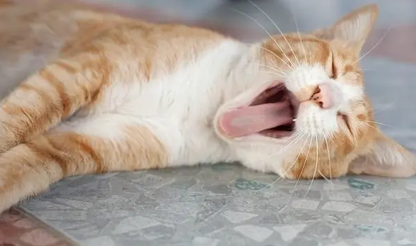 小猫为什么会缺氧