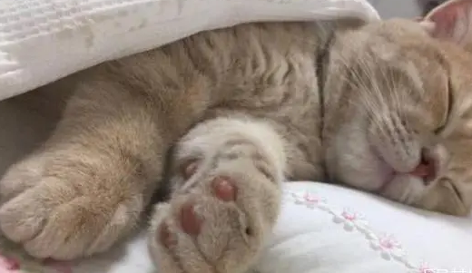 猫睡觉时体温降低 猫睡觉时体温降低