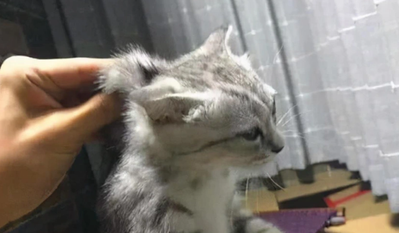 猫咪小贴士:猫为什么抓脖子就老实 猫咪小贴士:猫为什么抓脖子就老实