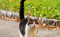 猫的尾巴为什么这么灵活
